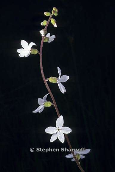 lithophragma bolanderi 1 graphic